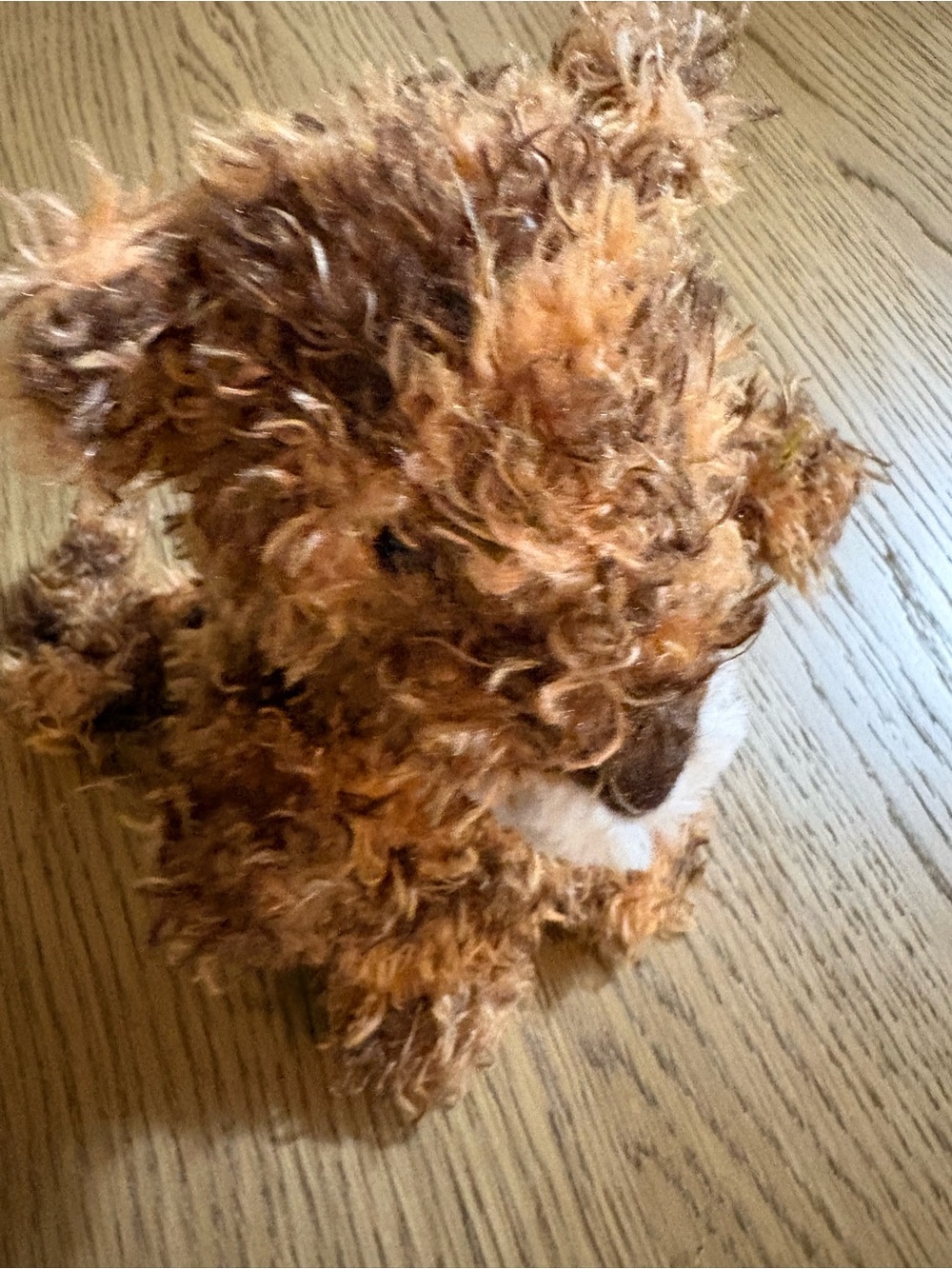 Jellycat Two-Tone tiger Retired- Dark Brown & Golden Tan - Picture 2 of 7